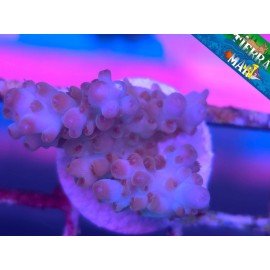 MICROCLADOS ACRO