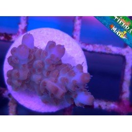MICROCLADOS ACRO