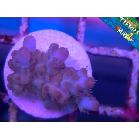 MICROCLADOS ACRO