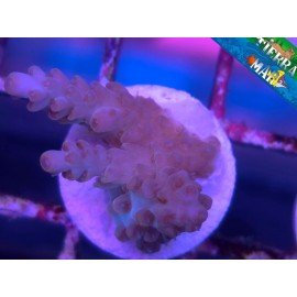MICROCLADOS ACRO