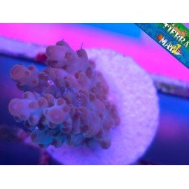 MICROCLADOS ACRO