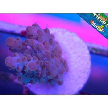 MICROCLADOS ACRO