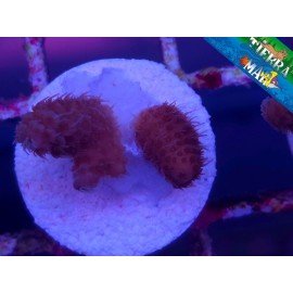 MILLEPORA ULTRA