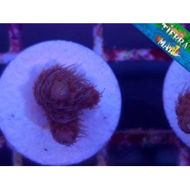 MILLEPORA ULTRA