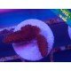MILLEPORA ULTRA