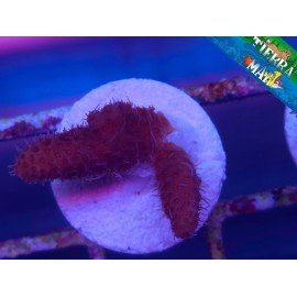 MILLEPORA ULTRA