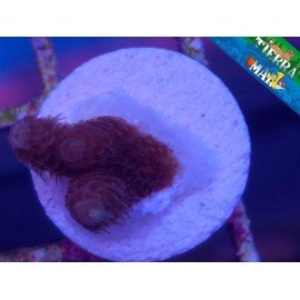 MILLEPORA ULTRA
