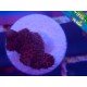MILLEPORA ULTRA