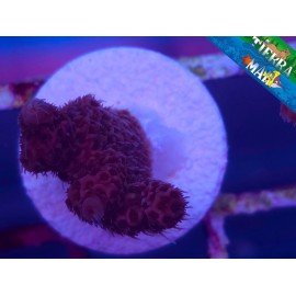 MILLEPORA ULTRA