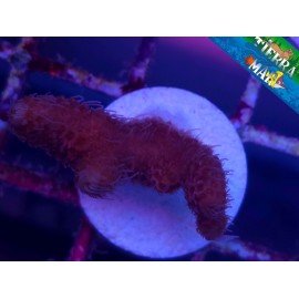 MILLEPORA ULTRA