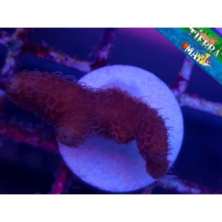 MILLEPORA ULTRA