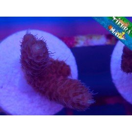 MILLEPORA ULTRA