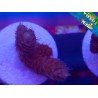 MILLEPORA ULTRA