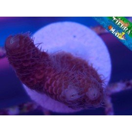 MILLEPORA ULTRA