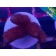 MILLEPORA ULTRA