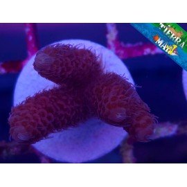 MILLEPORA ULTRA