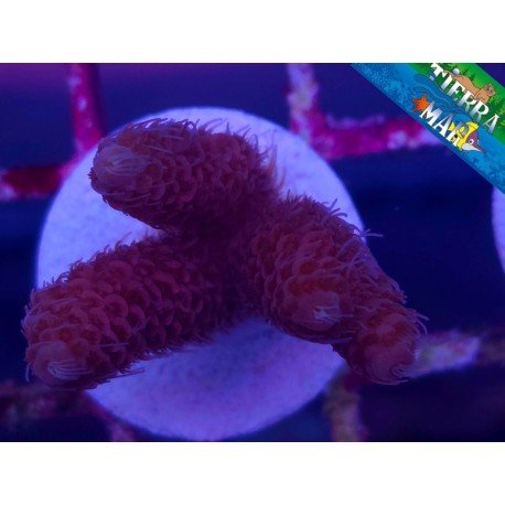 MILLEPORA ULTRA