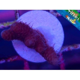 MILLEPORA ULTRA