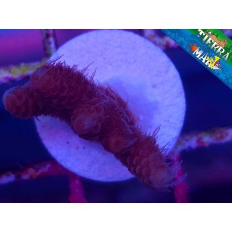 MILLEPORA ULTRA