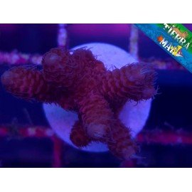 MILLEPORA ULTRA