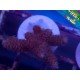 MILLEPORA ULTRA