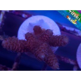 MILLEPORA ULTRA