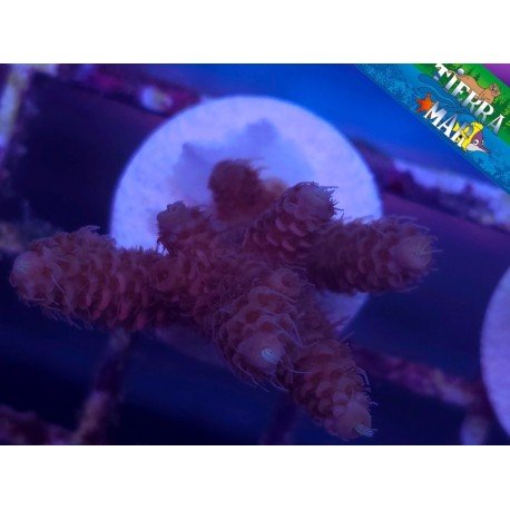 MILLEPORA ULTRA