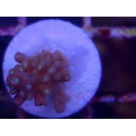 MANGO´S GARDEN ACRO