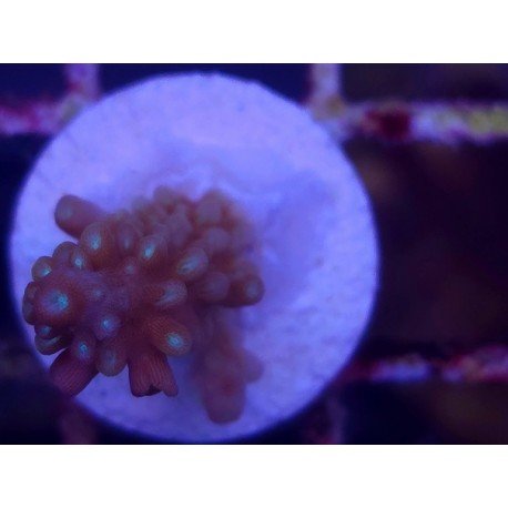 MANGO´S GARDEN ACRO