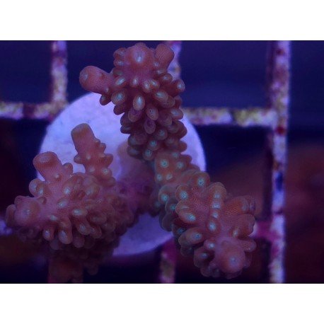 MANGO´S GARDEN ACRO