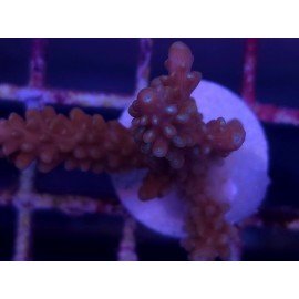 MANGO´S GARDEN ACRO