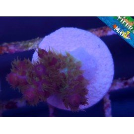 DESALWI PEARLBERRY