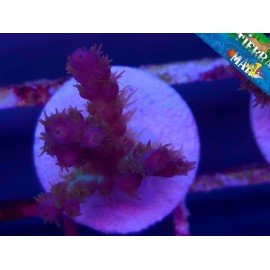 DESALWI PEARLBERRY