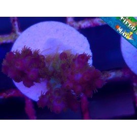 DESALWI PEARLBERRY