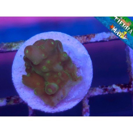 GOLD FINGER ACRO