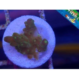 GOLD FINGER ACRO