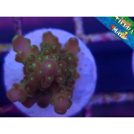 GOLD FINGER ACRO