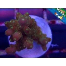 GOLD FINGER ACRO