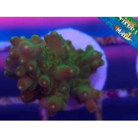 GOLD FINGER ACRO
