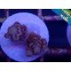 CHERRY BOMB ACROPORA