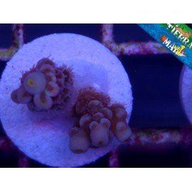 CHERRY BOMB ACROPORA