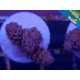 CHERRY BOMB ACROPORA