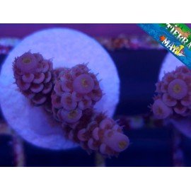 CHERRY BOMB ACROPORA