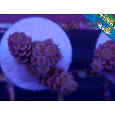 CHERRY BOMB ACROPORA