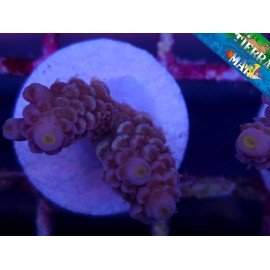 CHERRY BOMB ACROPORA