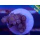 CHERRY BOMB ACROPORA