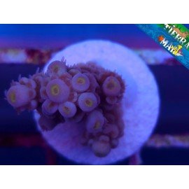 CHERRY BOMB ACROPORA