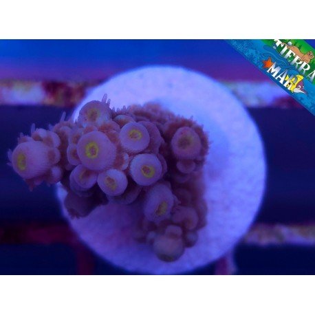CHERRY BOMB ACROPORA