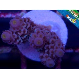 CHERRY BOMB ACROPORA