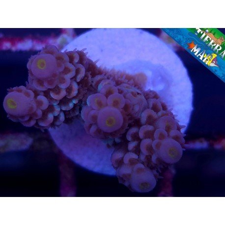 CHERRY BOMB ACROPORA
